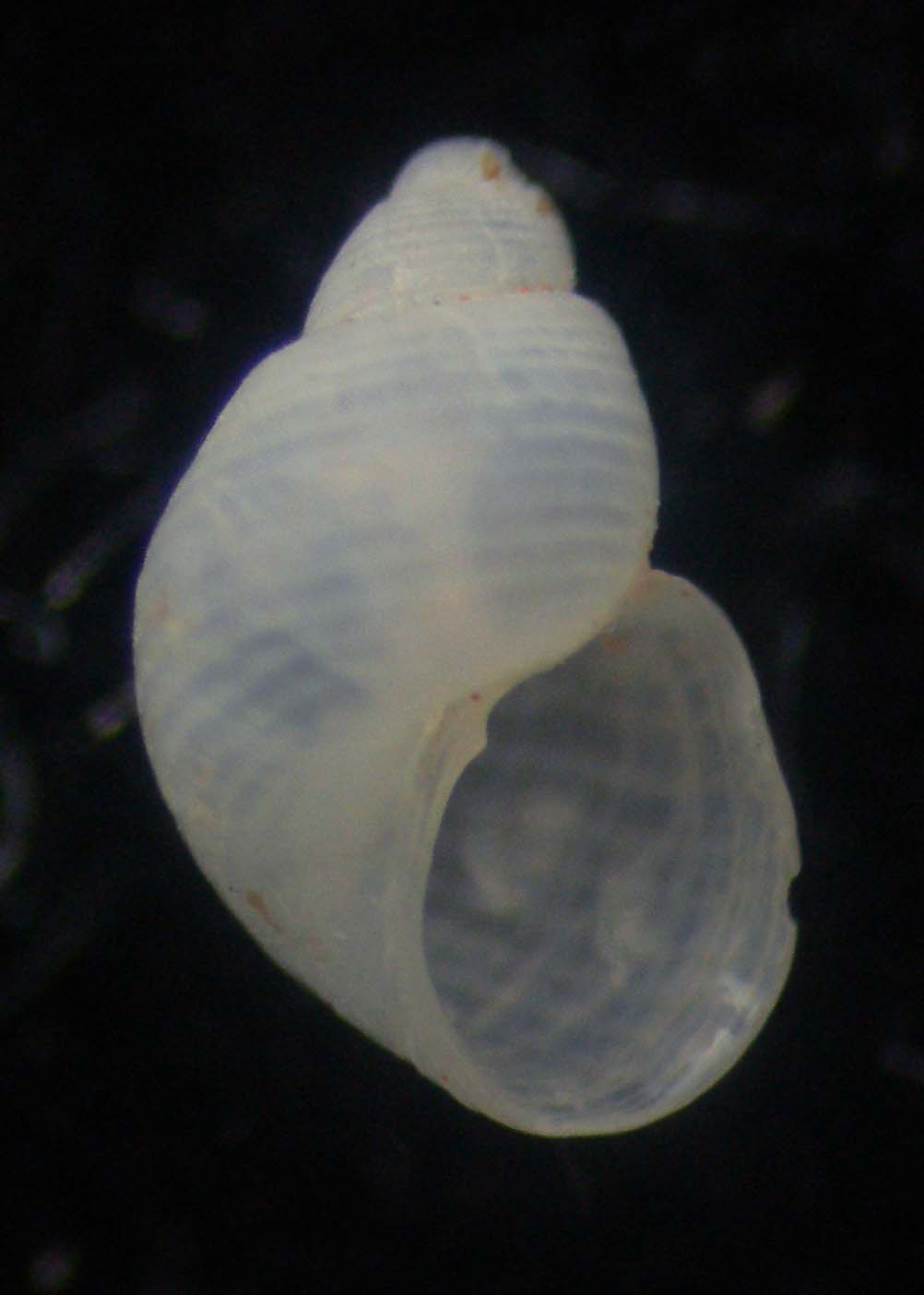 Noemiamea dolioliformis